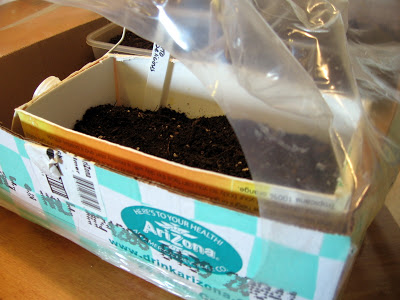 Sowing seeds the frugal way ~ Like Mother, Like Daughter
